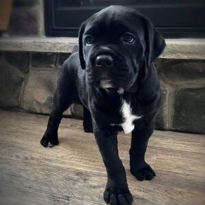 Gunther