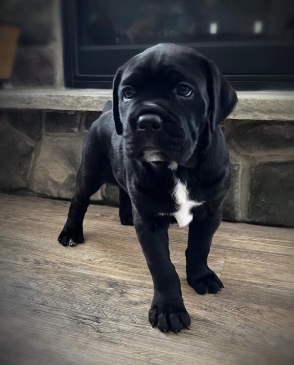 Gunther