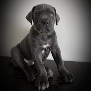 Dexter