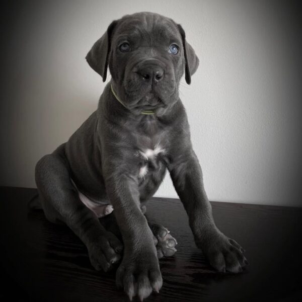 Dexter