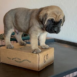 Max