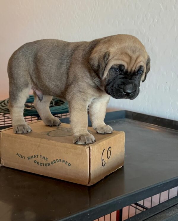 Max